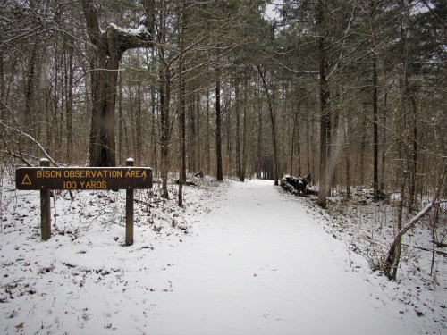 Snow-covered path leading into a forest, with a sign indicating a bison observation area 100 yards ahead.