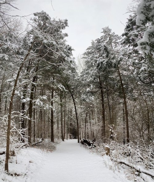 A snowy forest path lined with tall trees, creating a serene winter landscape.