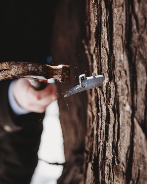 A hand holding a hammer strikes a metal spike into a tree trunk, with sparks flying in a snowy environment.