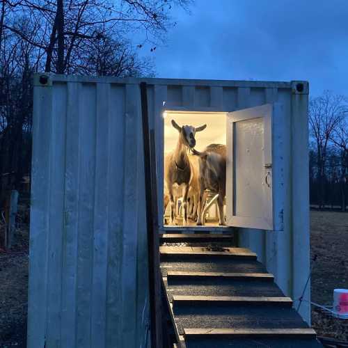 A group of cows standing inside a shipping container with an open door, surrounded by trees in a rural setting.