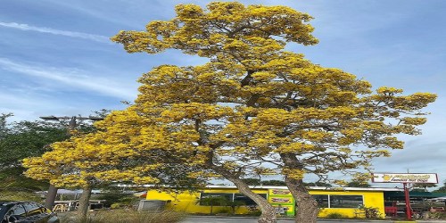 A tall tree with vibrant yellow flowers stands in front of a yellow building under a blue sky.