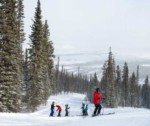 A group of skiers in colorful jackets descends a snowy slope surrounded by tall pine trees and a misty landscape.