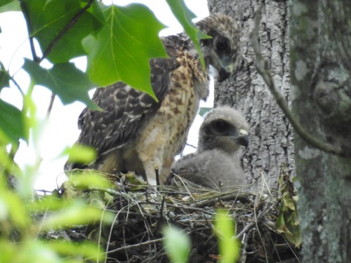 Two young hawks perched in a nest among tree branches, surrounded by green leaves.