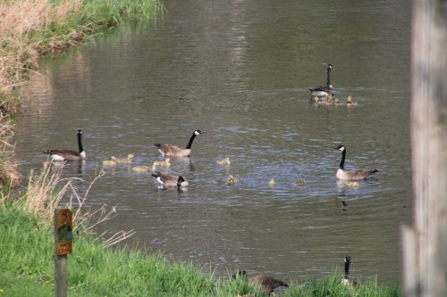 A group of geese and goslings swimming in a calm pond surrounded by green grass.