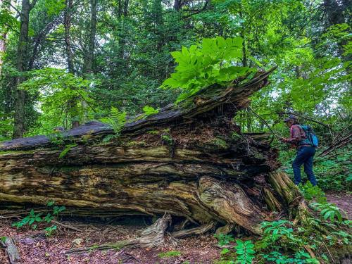 A person explores a large, moss-covered fallen tree in a lush green forest.