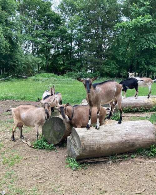 A group of goats standing and resting on logs in a grassy area surrounded by trees.
