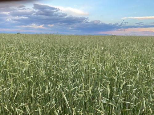 A lush green field of wheat under a colorful sky with clouds at sunset.