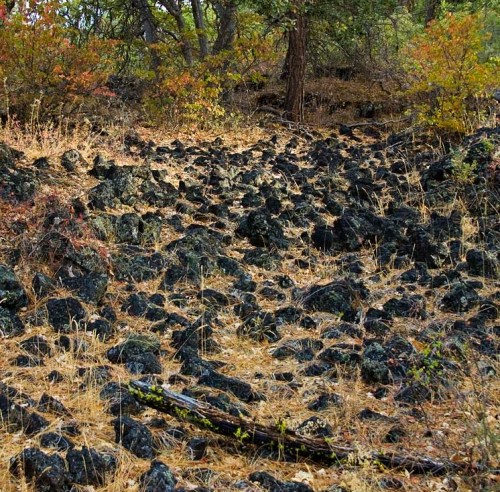 Rocky terrain covered with dry grass and scattered trees, showcasing autumn foliage in a natural landscape.