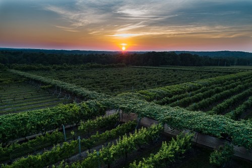 Aerial view of a vineyard at sunset, with rows of grapevines and a colorful sky in the background.