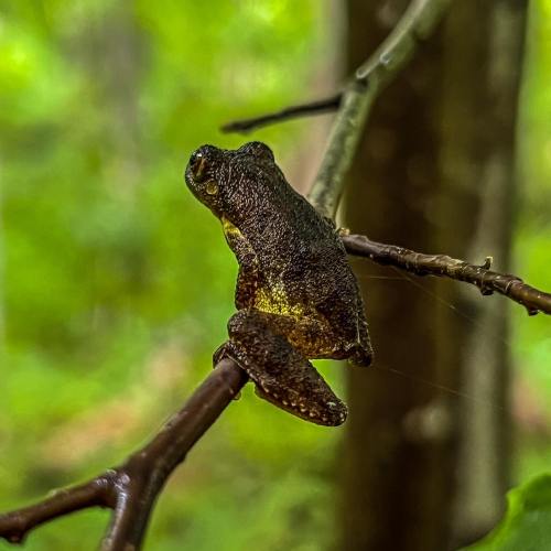 A small frog perched on a branch, surrounded by lush green foliage in a forest setting.