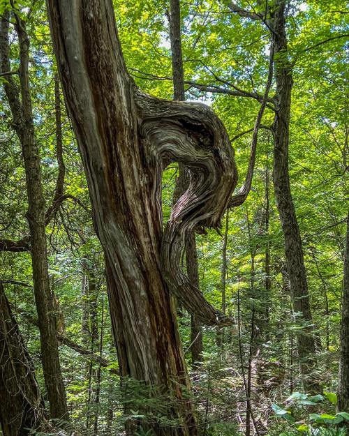 A twisted tree trunk resembling a face, surrounded by lush green foliage in a dense forest.