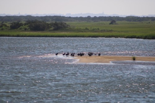 A group of birds resting on a sandy island in a calm waterway, surrounded by lush green vegetation.