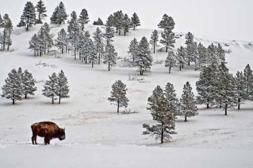 A bison grazes in a snowy landscape, surrounded by evergreen trees on a hillside.