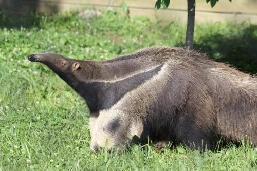 A giant anteater walking on grass, showcasing its long snout and distinctive fur pattern.