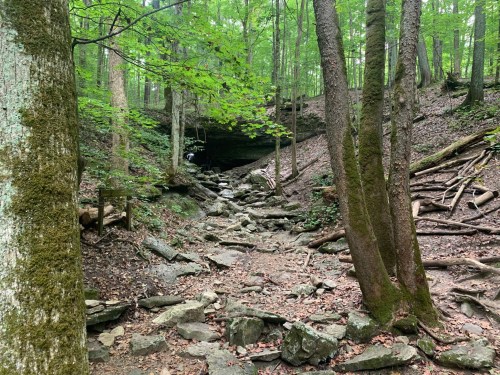 A serene forest scene with green trees, rocky ground, and a cave entrance in the background.