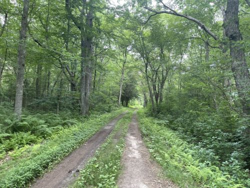 A dirt path winds through a lush green forest, flanked by trees and ferns on either side.