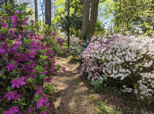A serene path surrounded by vibrant pink and white azalea flowers in a lush green forest.