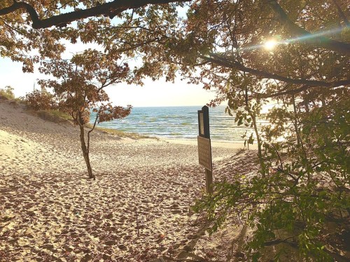 A serene beach scene with golden sunlight filtering through trees, sandy shore, and calm water in the background.
