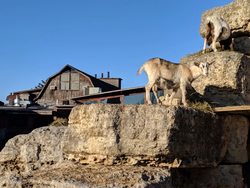 Two goats on a rocky outcrop with a rustic building in the background under a clear blue sky.