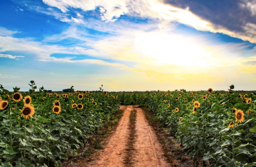 A dirt path winds through a vibrant sunflower field under a colorful sky at sunset.