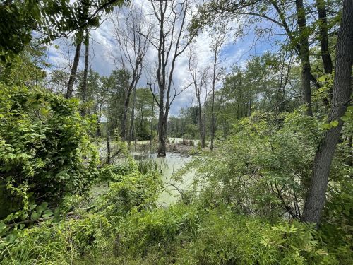 Lush green foliage surrounds a tranquil swamp with bare trees and a cloudy sky in the background.