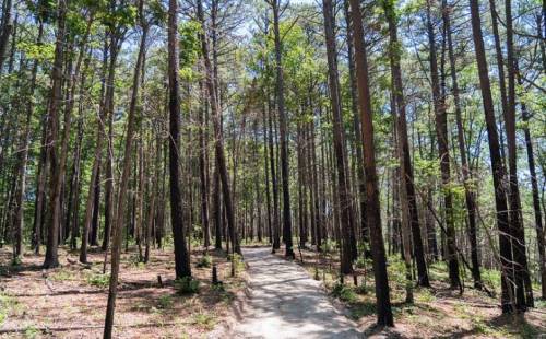 A sunlit path winding through a tall, green forest with straight trees and scattered underbrush.