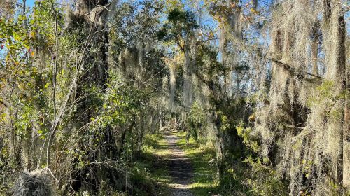 A narrow path through a lush, moss-covered forest with trees and greenery on either side.