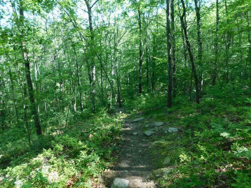 A winding dirt path through a lush green forest, surrounded by tall trees and dense foliage.