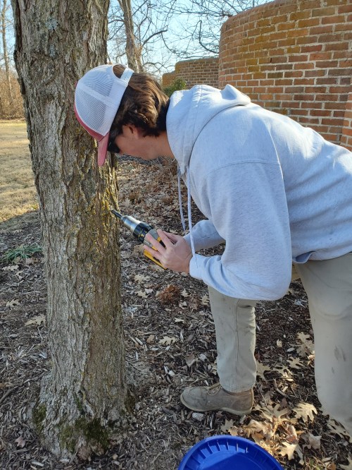 A person in a hoodie and cap drills into a tree trunk in a yard, with a bucket nearby and a brick wall in the background.