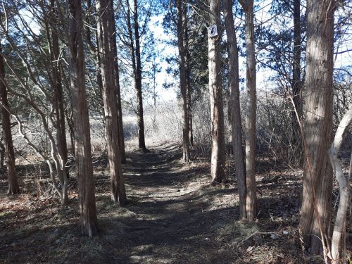 A narrow dirt path winds through a forest of tall trees, with sunlight filtering through the branches.