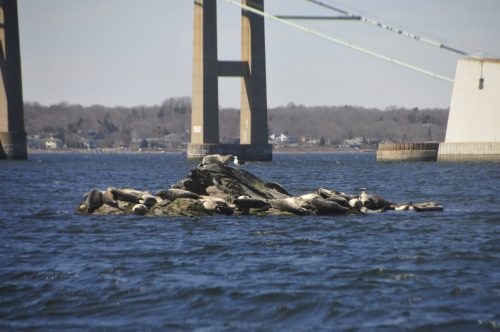 A rocky outcrop in the water with seals lounging, beneath a bridge in the background on a clear day.