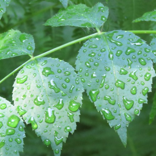 Close-up of green leaves covered in water droplets, glistening in natural light.