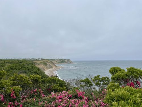 Coastal view with cliffs, a sandy beach, and blooming pink flowers in the foreground under a cloudy sky.