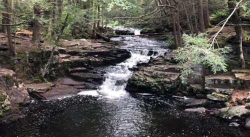 A serene forest scene featuring a flowing stream and small waterfalls surrounded by lush greenery and rocky terrain.