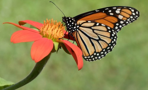 A monarch butterfly perched on a vibrant orange flower, with a blurred green background.