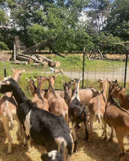 A group of goats gathered in a pen, with trees and a grassy area in the background.