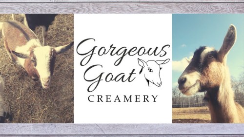 Image of goats with the text "Gorgeous Goat Creamery" in the center, showcasing a rustic, farm-themed design.