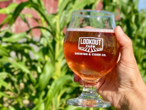 A hand holds a glass of amber cider with the Lookout Farm Brewing & Cider Co. logo, surrounded by green corn plants.