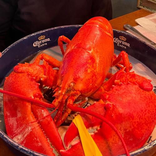 A large, bright red lobster on a blue plate with a Corona logo, ready to be served.