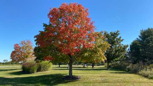 A vibrant tree with red and orange leaves stands in a sunny park, surrounded by green grass and other trees.