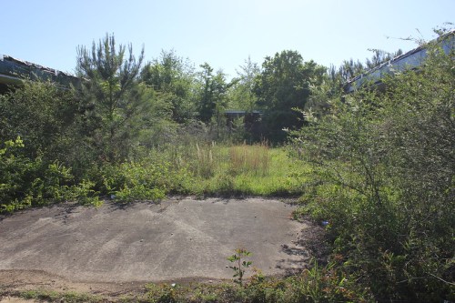 Overgrown lot with concrete pavement, surrounded by dense greenery and trees under a clear blue sky.