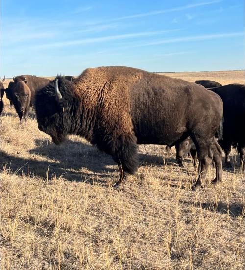 A bison stands in a grassy field, surrounded by other bison under a clear blue sky.