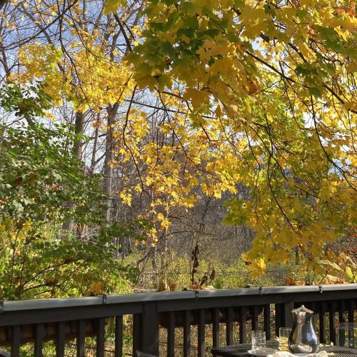 A serene outdoor scene with vibrant yellow leaves, a wooden railing, and a glimpse of nature in the background.