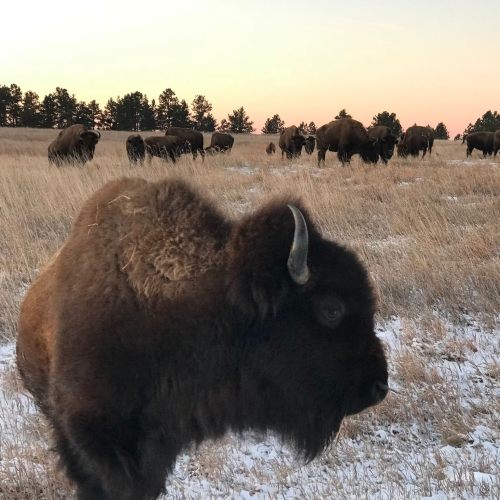 A close-up of a bison in a grassy field, with a herd grazing in the background during sunset.