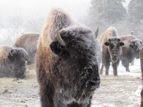 A close-up of a bison with frost on its fur, surrounded by other bison in a snowy, misty landscape.