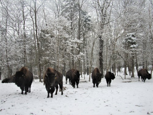 A herd of bison walking through a snowy forest, surrounded by trees and a winter landscape.