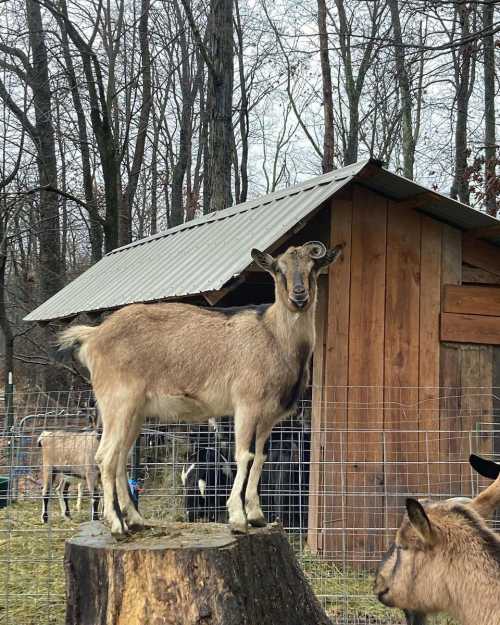 A goat stands on a wooden stump near a barn, surrounded by trees and a fenced area.