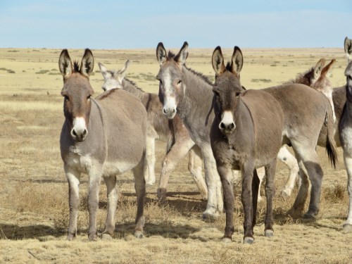 A group of donkeys stands in a dry, open field under a clear blue sky.