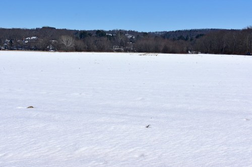A vast, snowy landscape under a clear blue sky, with distant trees and hills in the background.