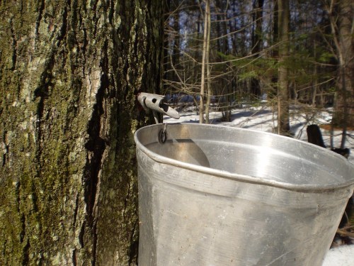 A metal bucket attached to a tree, with a bird perched nearby in a snowy forest setting.